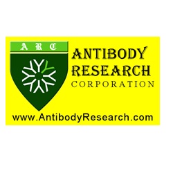 Antibody Research